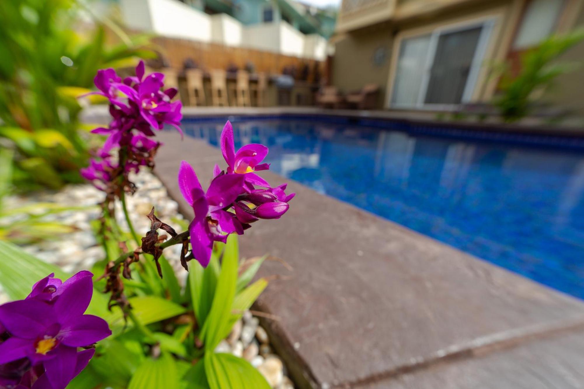 Lotus Suite, 1 Bedroom, Sleeps 4, Pool & Bbq, Pre-Renovation Summer Sale Kihei Exteriér fotografie